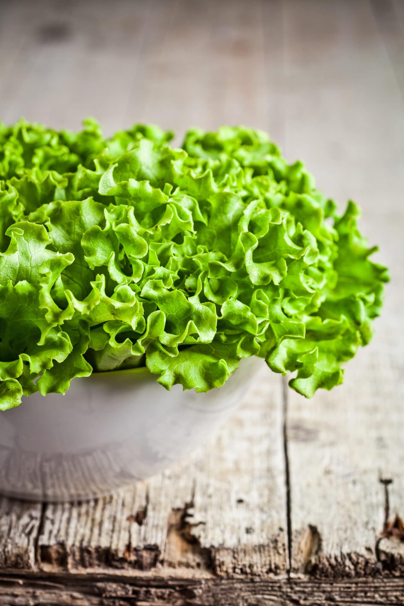 A beautiful indoor grown lettuce in a white pot.