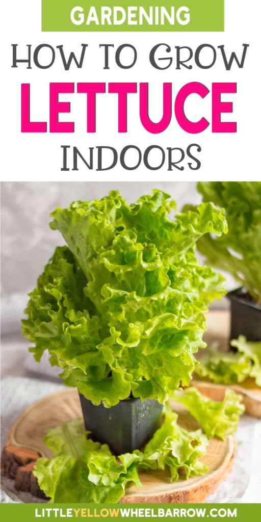 How to Grow Lettuce Indoors All Year Long! (2022)