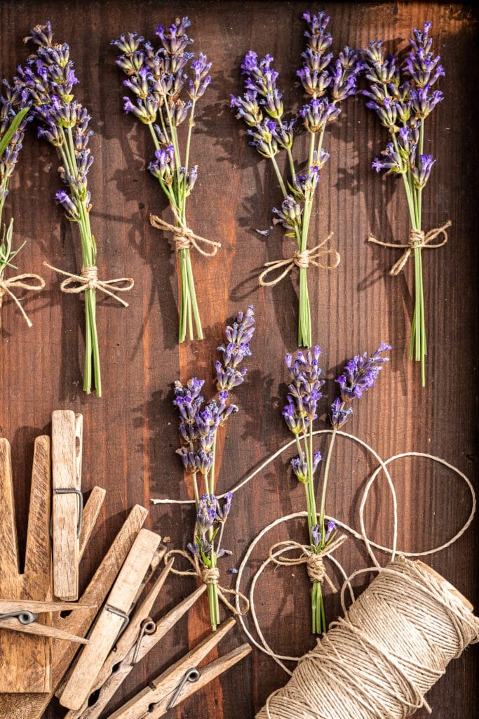 Drying small lavender bundles tied up with twine.