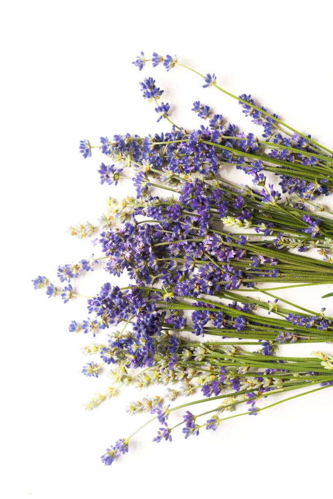 Fresh cut lavender on a white table top.