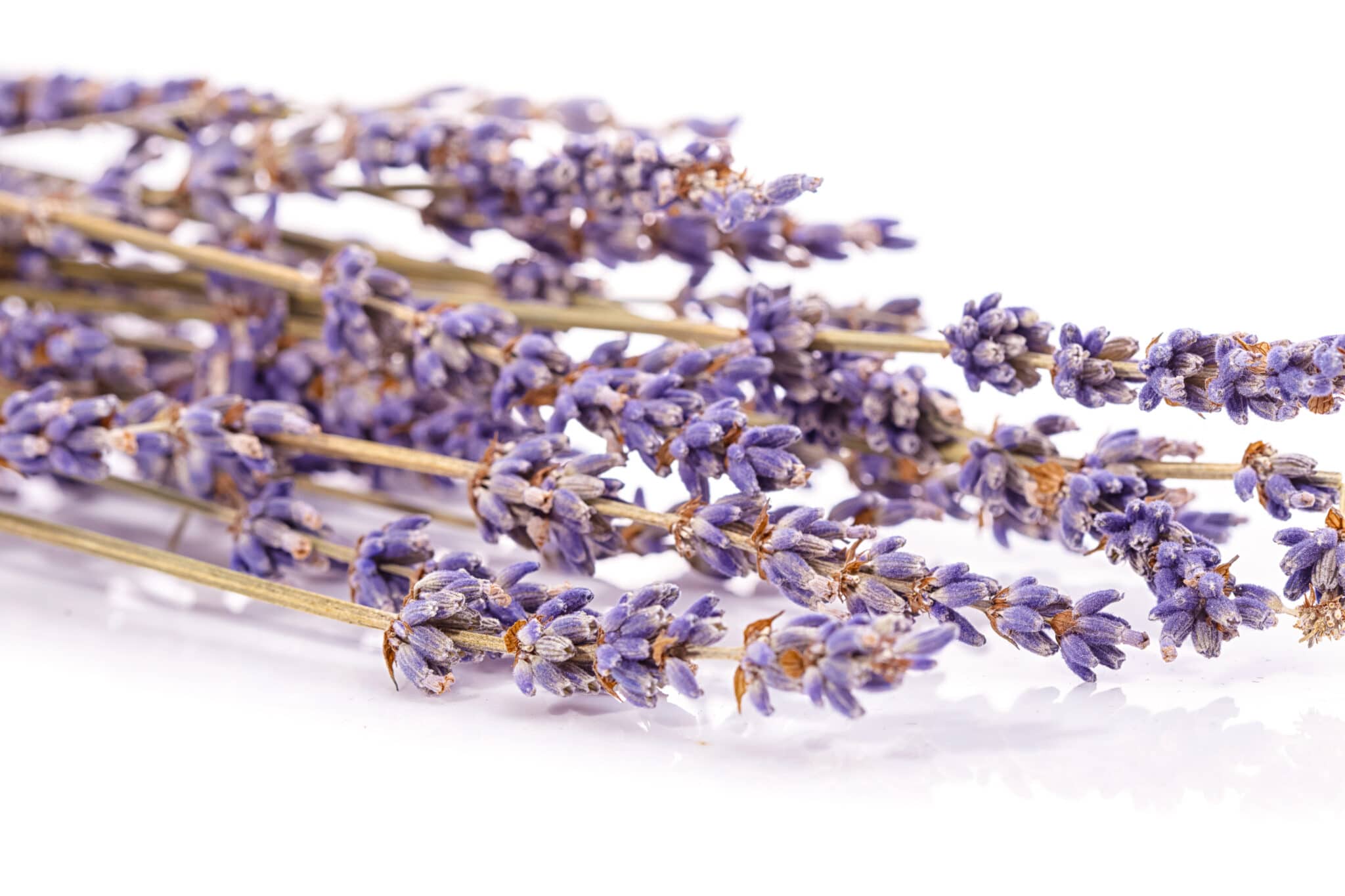 Close up bunch of lavender isolated on white