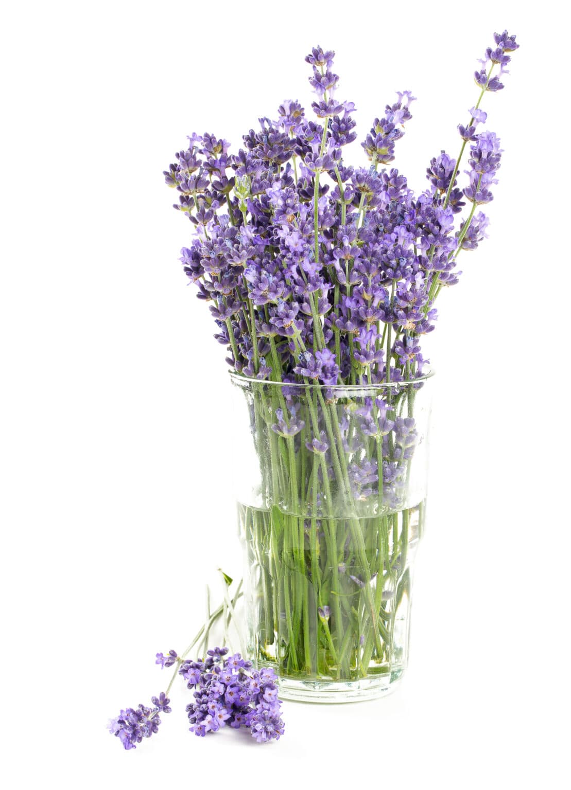 What To Do With Dried Lavender This Harvest Season
