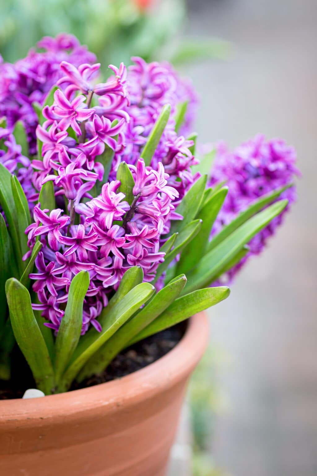 How to Care for Hyacinth Everything You Need to Know