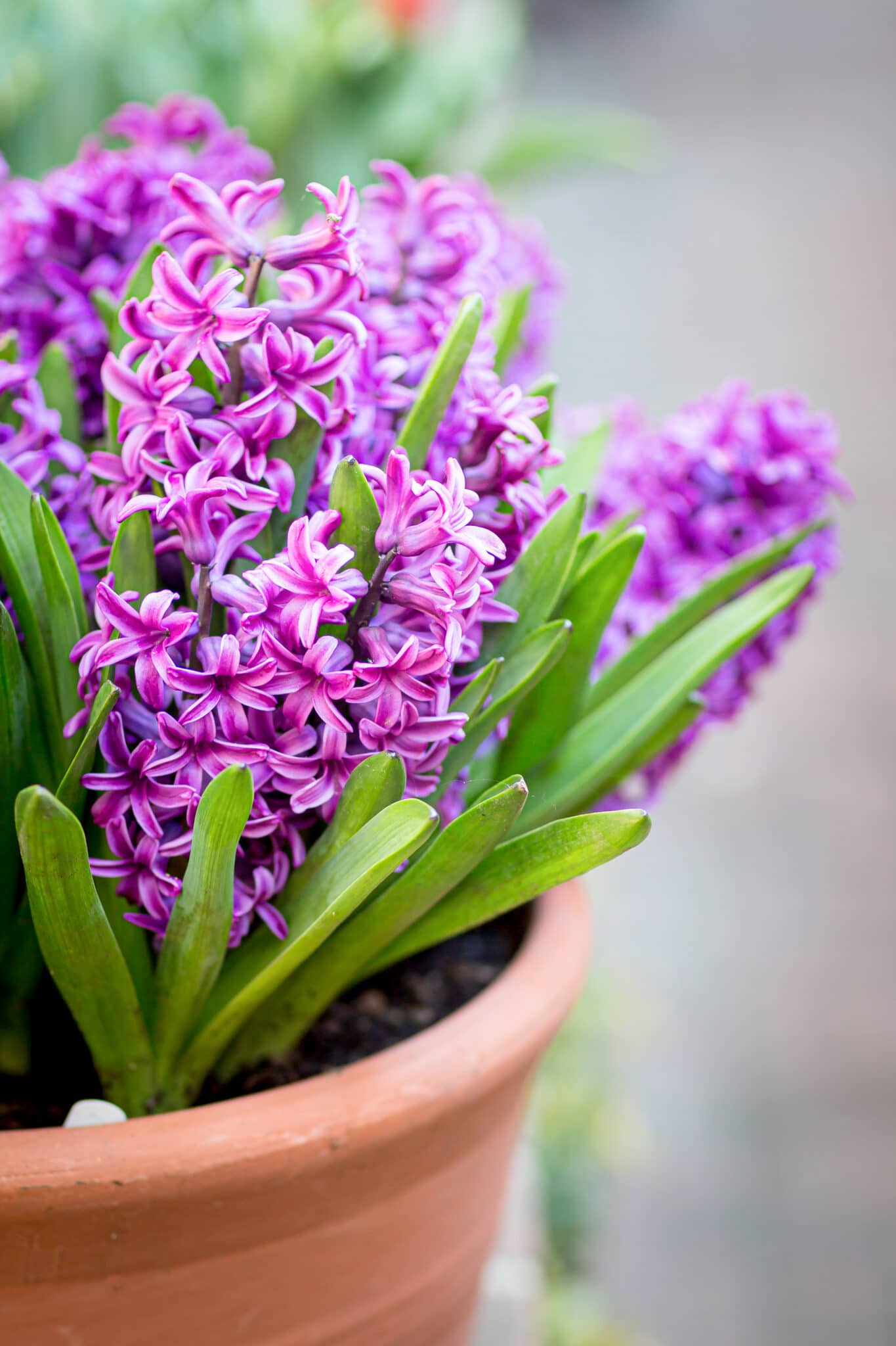 Forget-Me-Nots - How to Plant and Care for These Wonderful Flowers