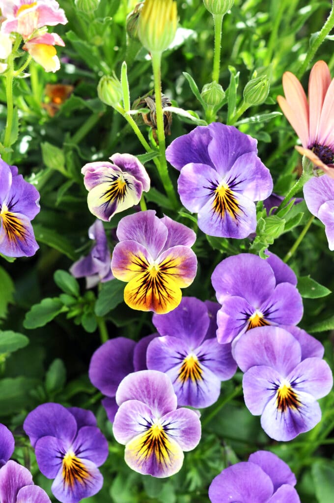 How to Care For Pansies The Full Guide
