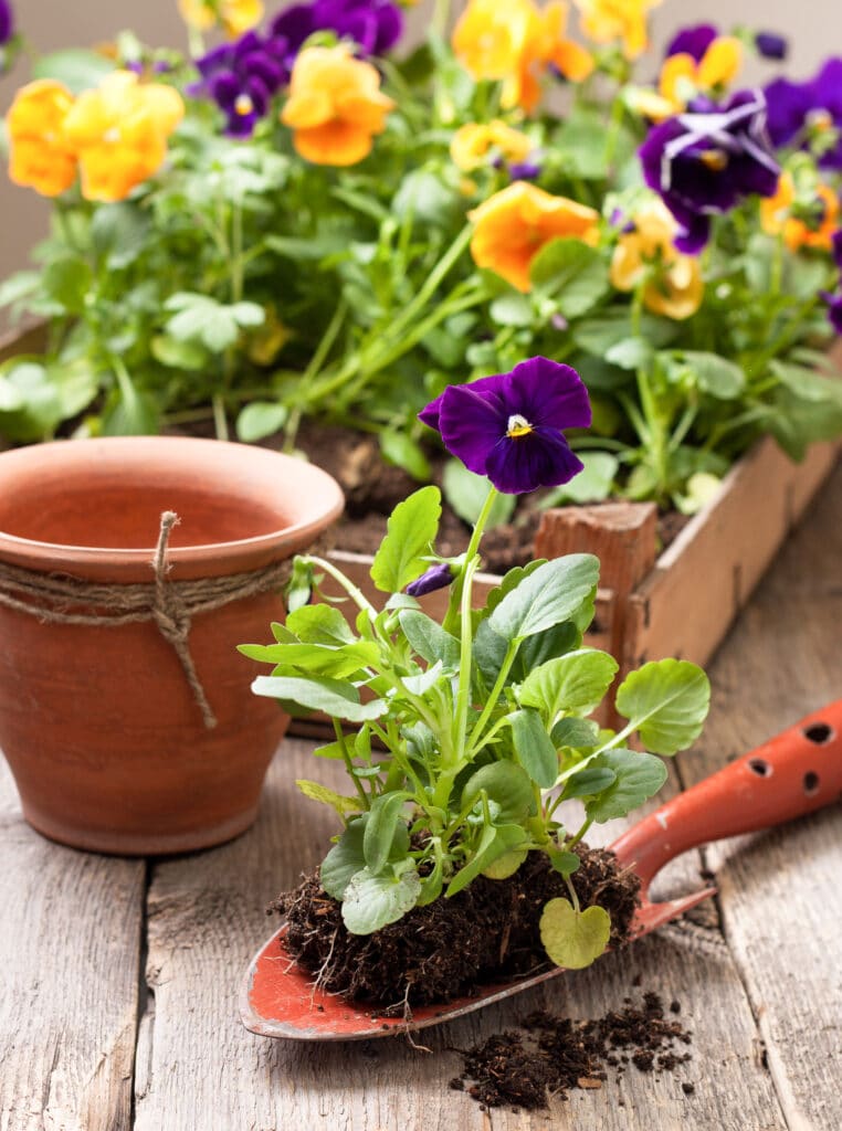 How to Care For Pansies The Full Guide