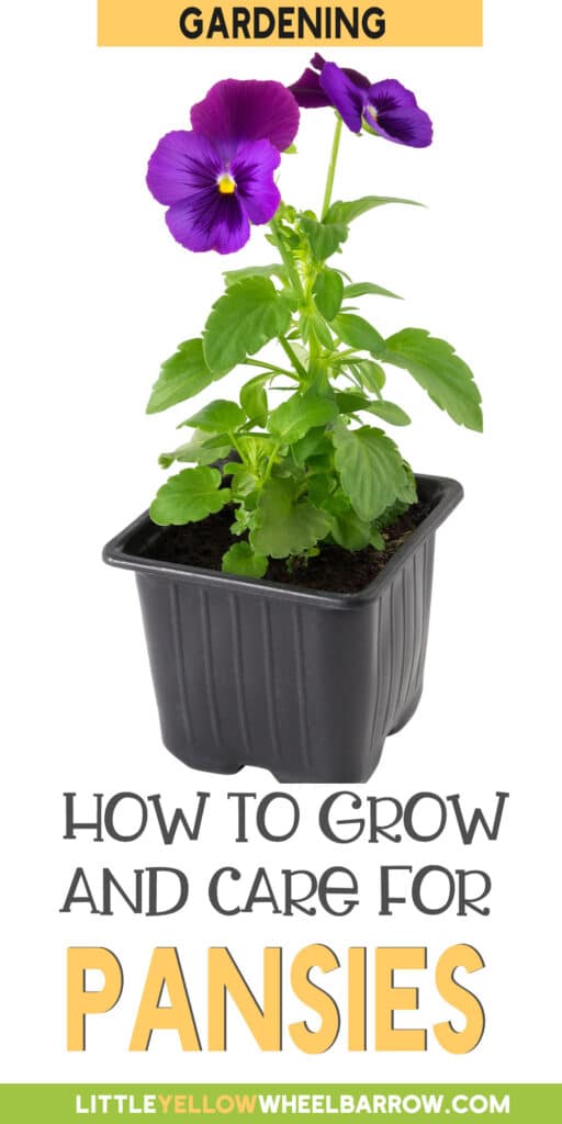 How to Care For Pansies The Full Guide