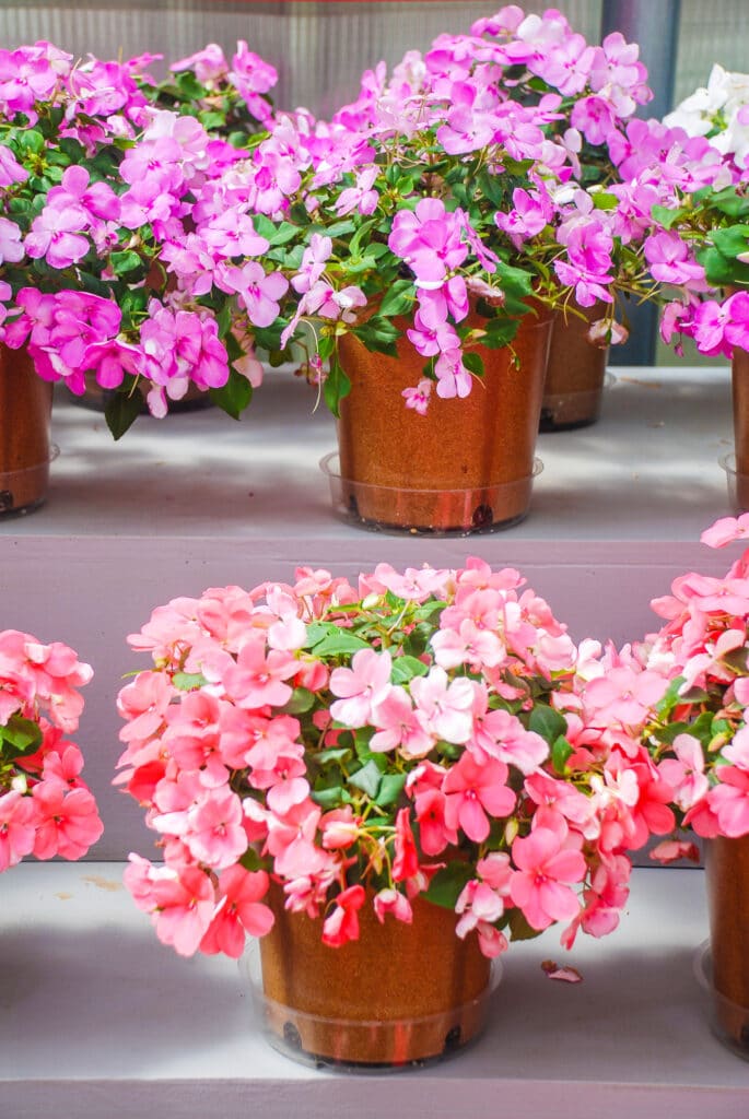 Impatiens Care How to Grow An Abundance of Flowers in the Shade!