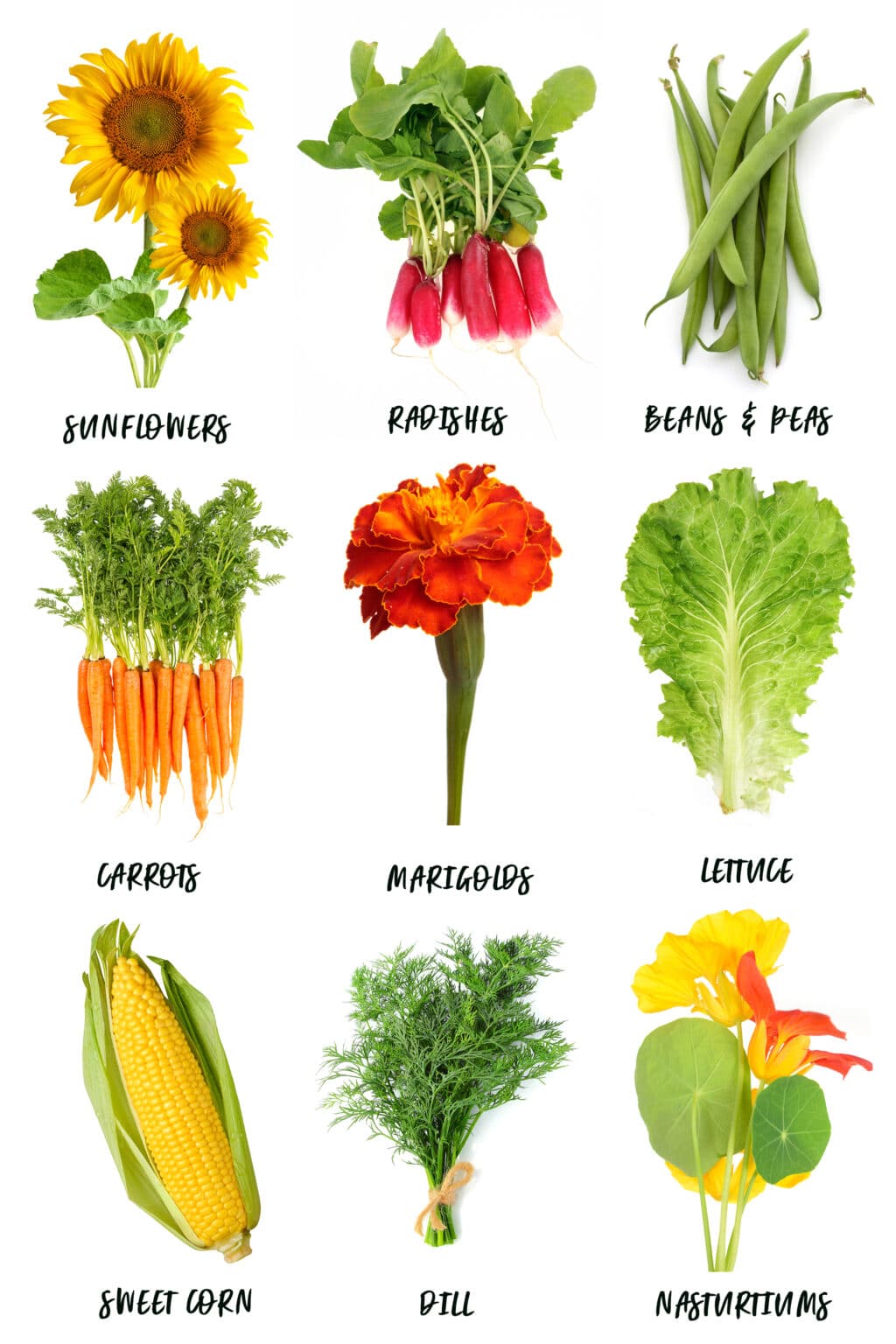 The Best Corn Companion Plants A Gardener's Guide!