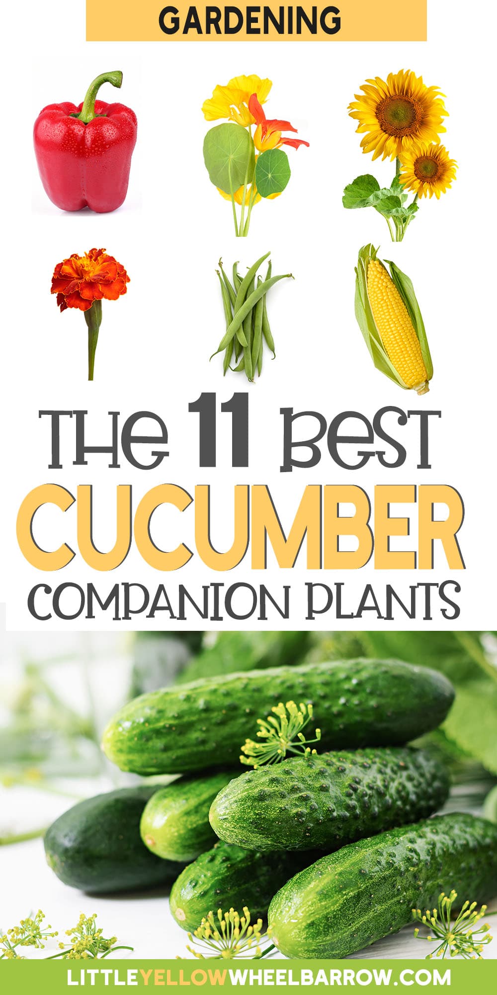 The Best Companion Plants For Cucumbers And The Ones to Avoid
