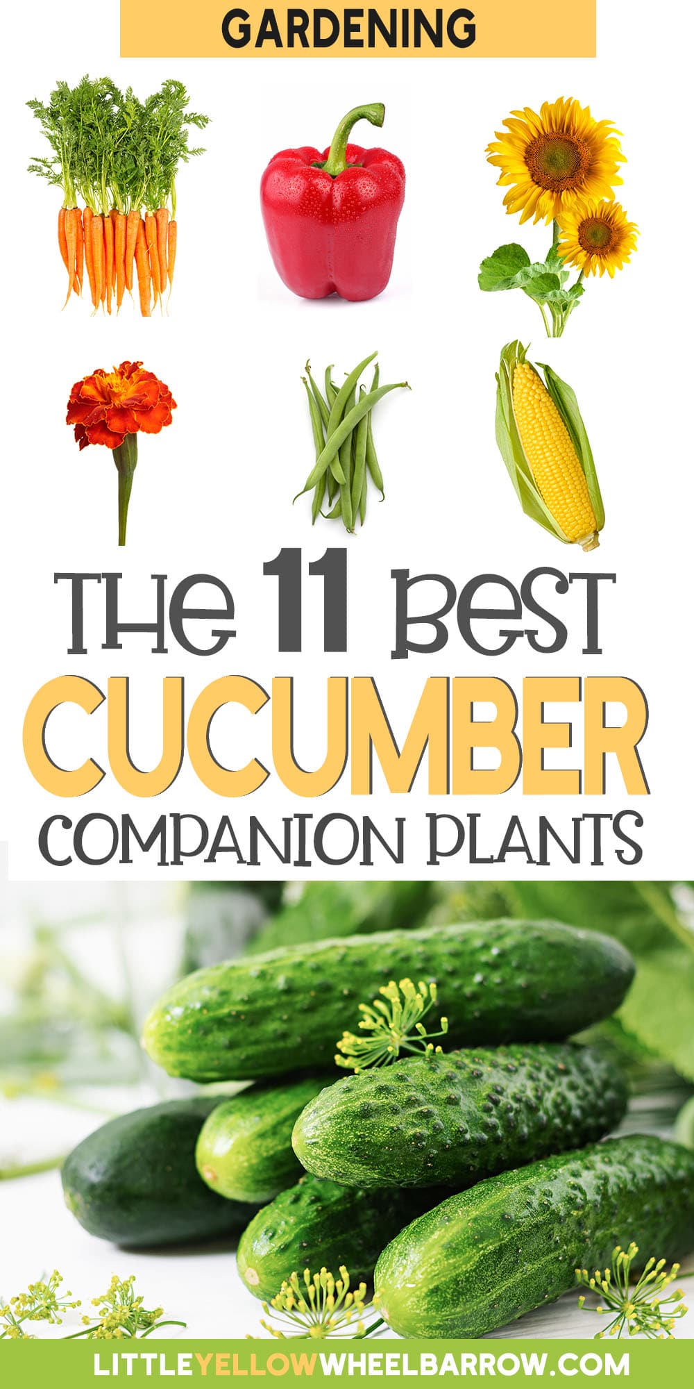 Companion Plants For Cucumbers To Reap Big Harvests