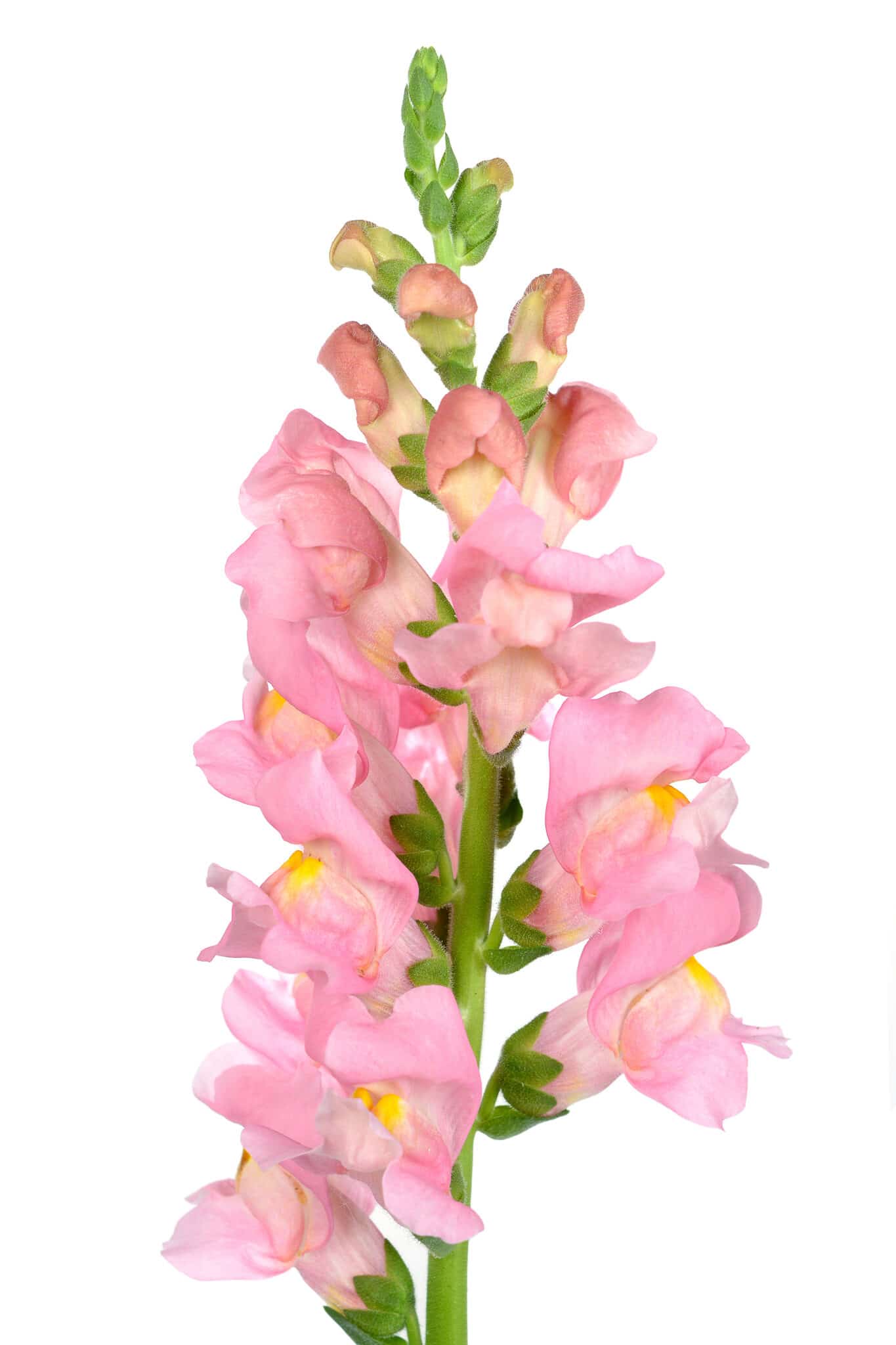 pink snapdragon flower isolated on white background.