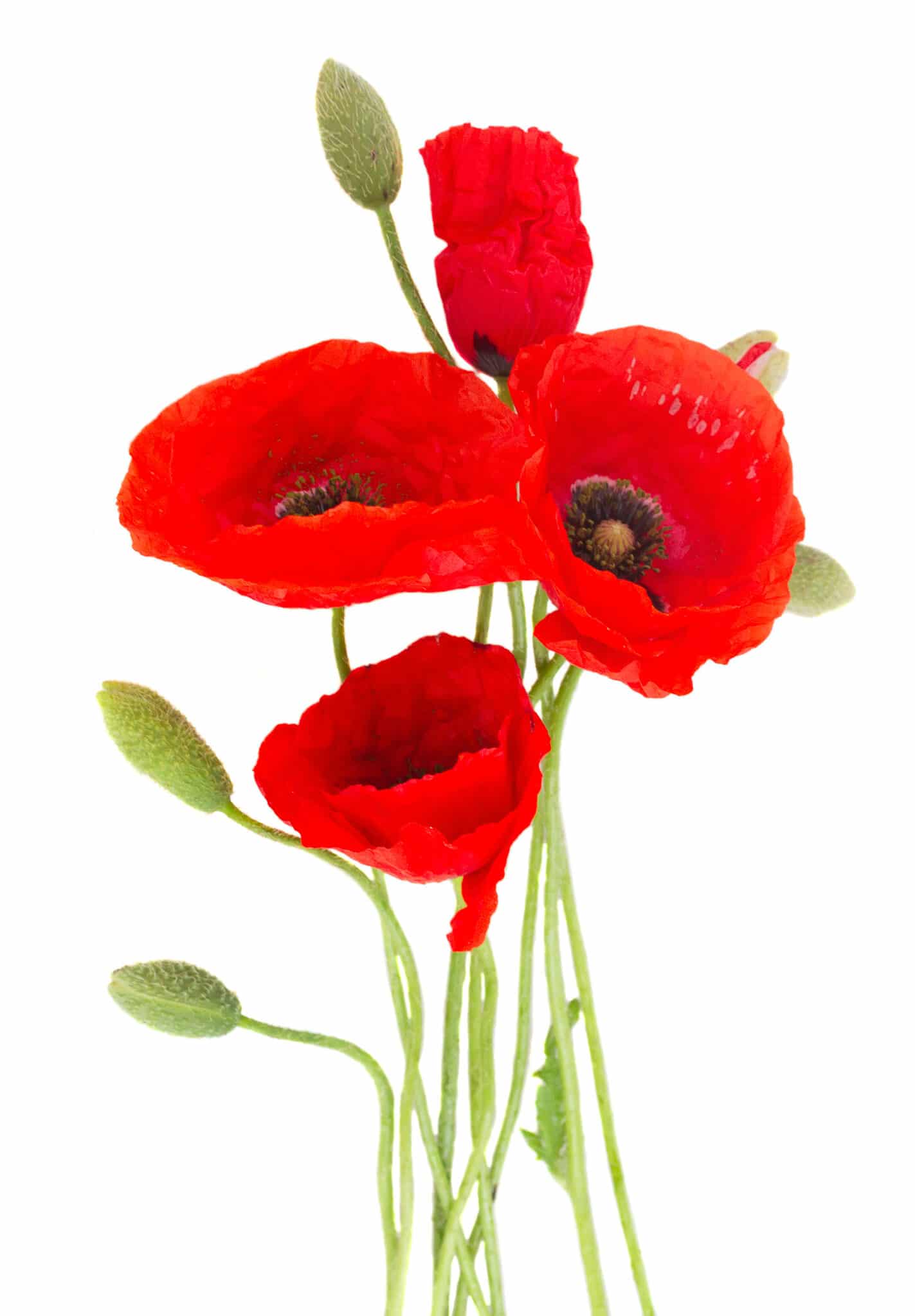 Bright red poppies on an isolated background. 