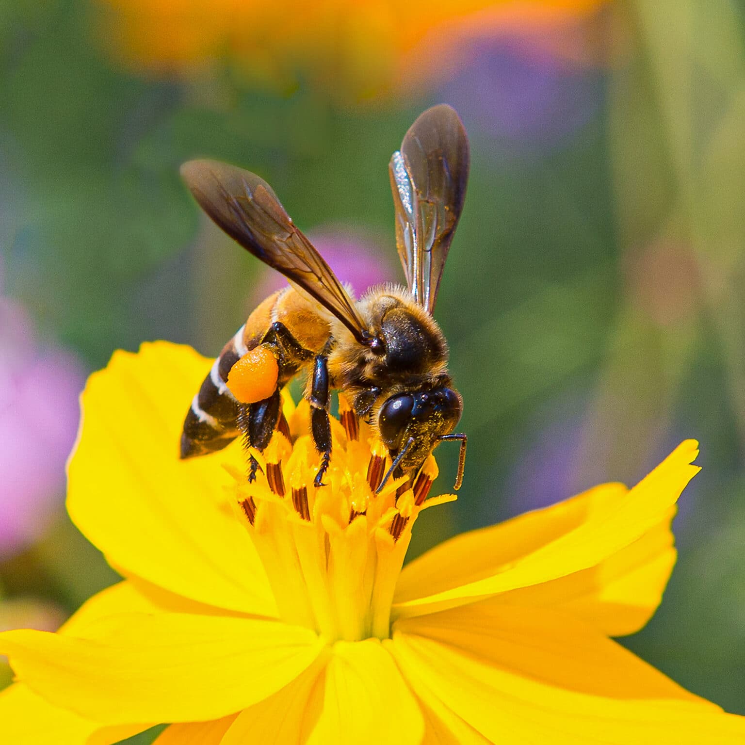 The Best Flowers for Bees To Plant In Your Gardens
