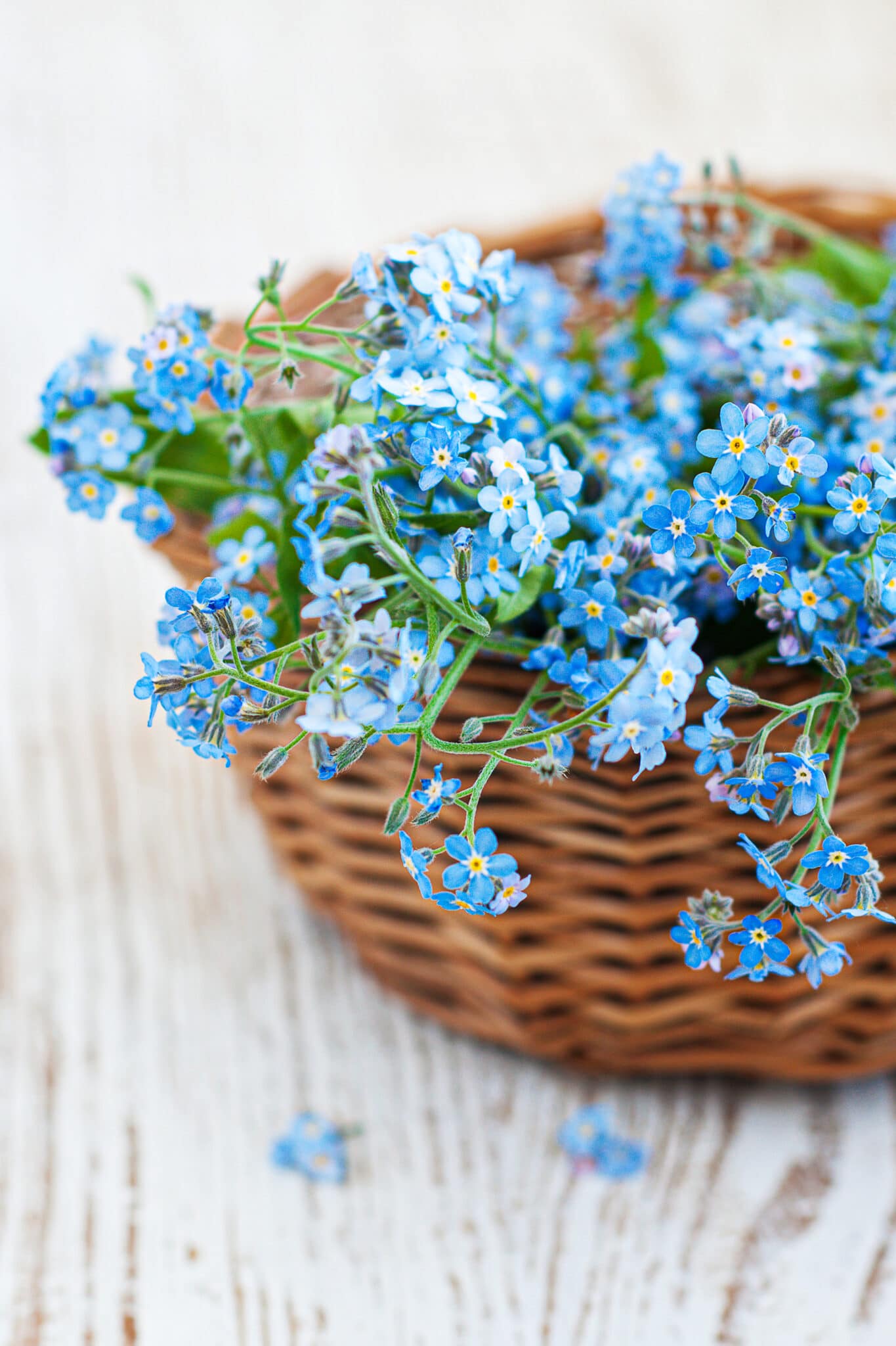 A basket of freshly cut bright sky-blue forget-me-nots.