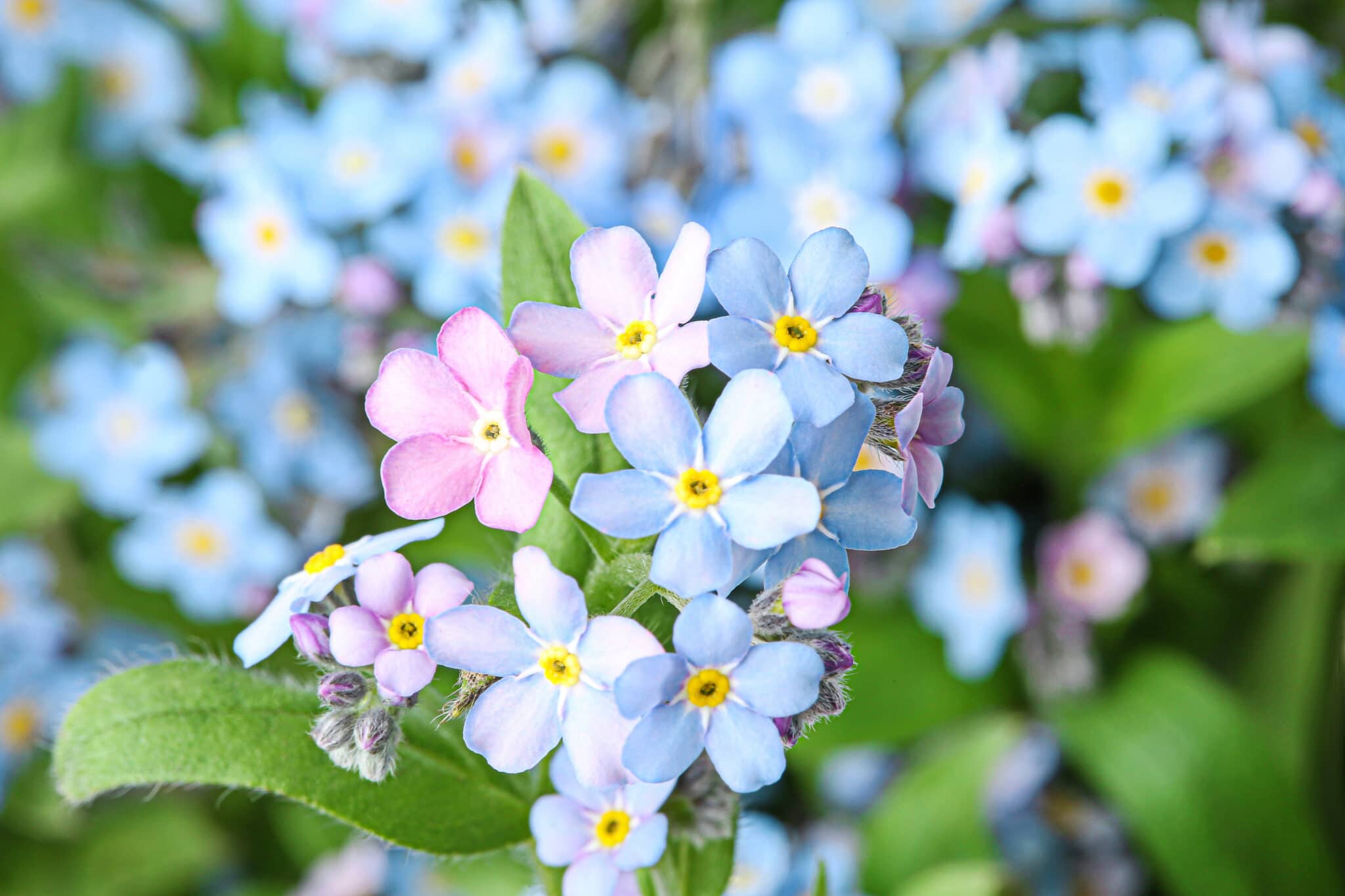 Unique spring forget-me-not flowers as background, closeup view.