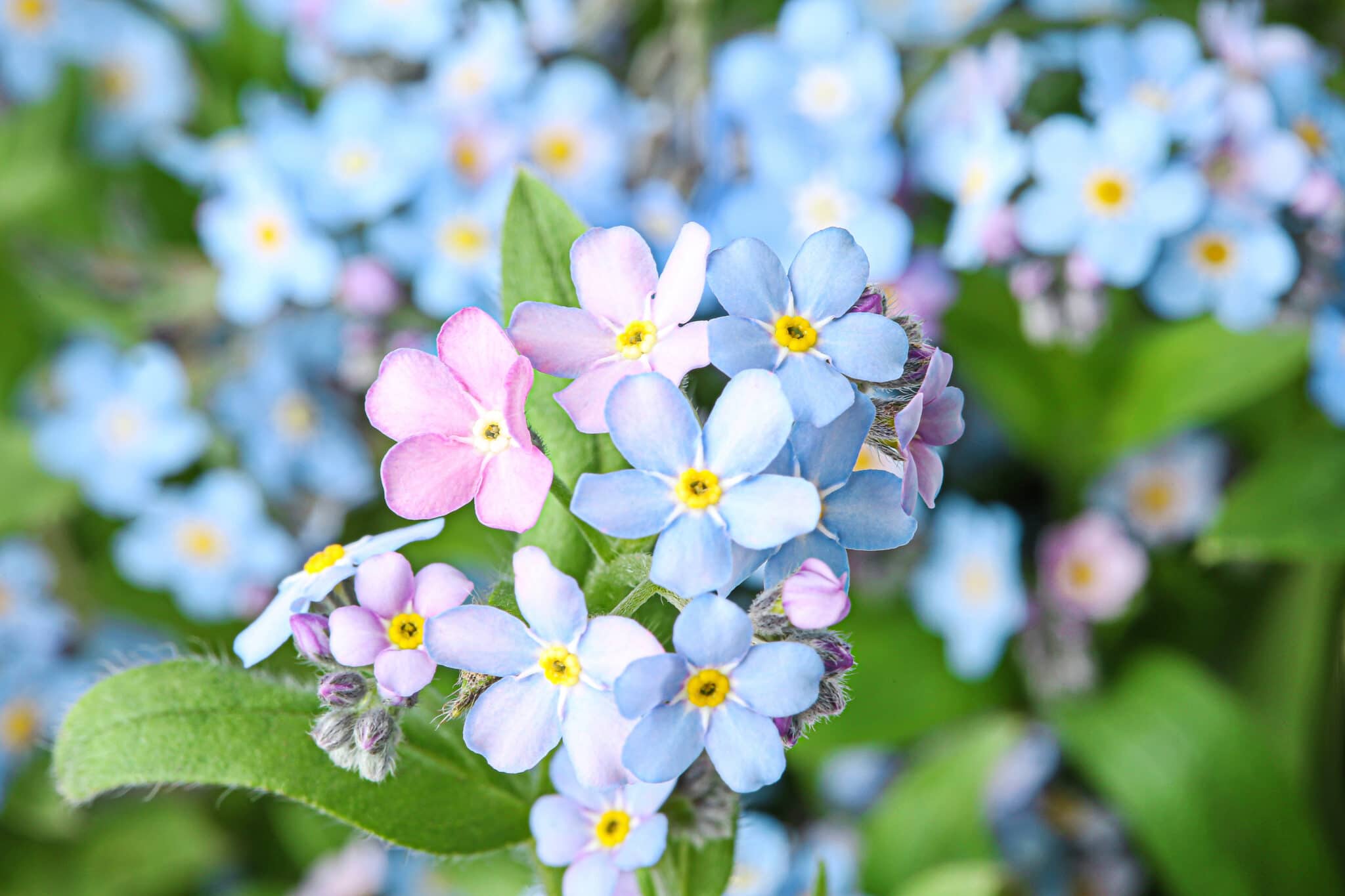 Why Won't My Forget-Me-Nots Bloom - Reasons For No Flowers On Forget-Me-Not  Plants