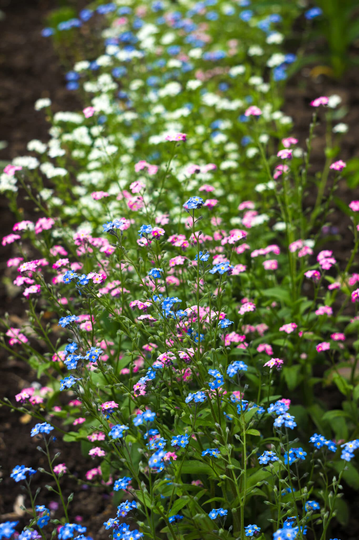 Forget-me-not flower (Myosotis scorpioides) - delicate pink, blue, white flower blooms in the spring garden.