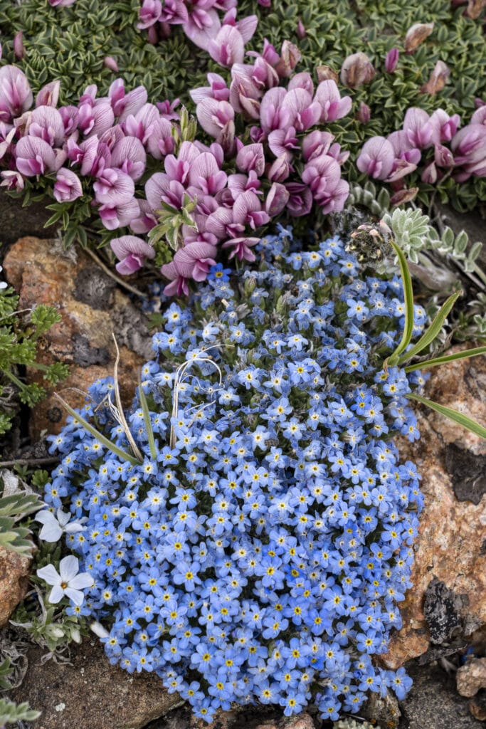 How to Plant and Care for These Wonderful Flowers