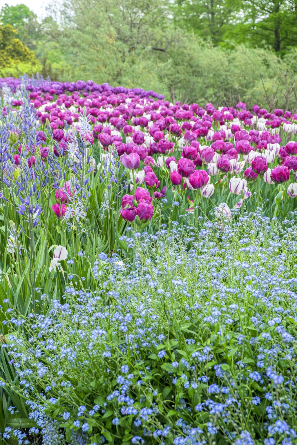 How to Plant and Care for These Wonderful Flowers