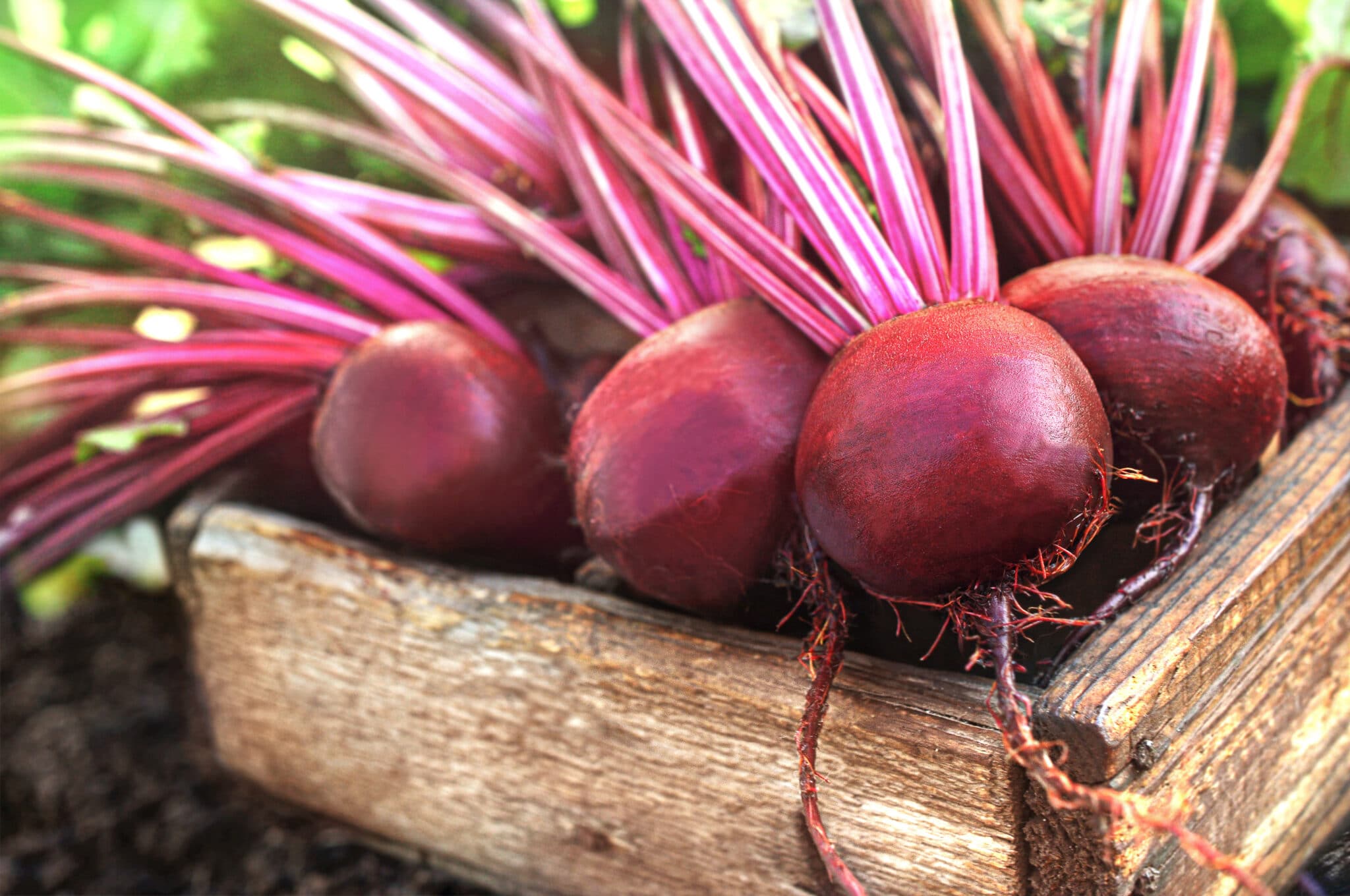 Fresh picked beets from the garden.