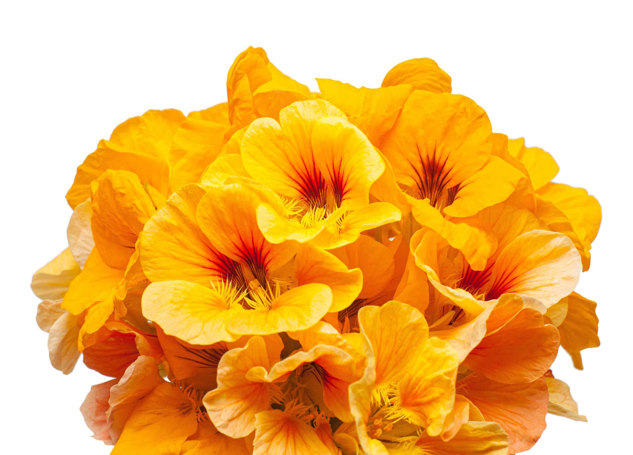 Bouquet of orange nasturtium flowers isolated on white background. Flat lay, top view.