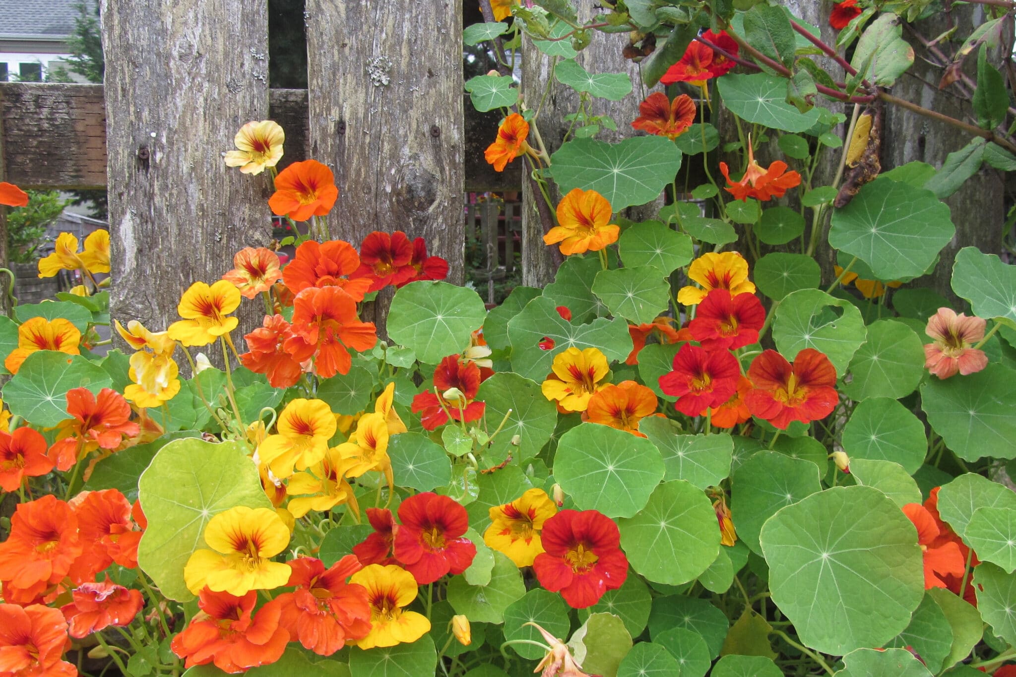 Nasturtiums growing up a fence. The plant is covered in bright yellow, orange and red flowers.