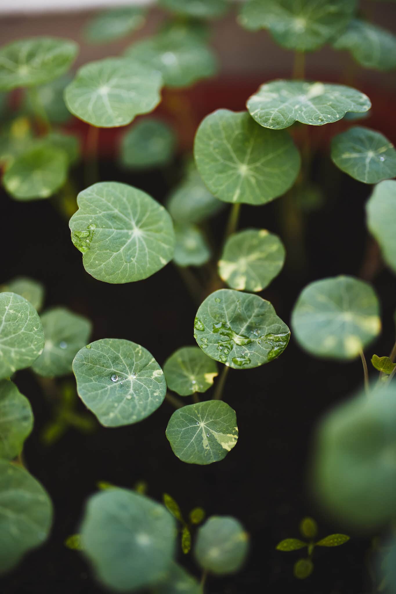 Nasturtiums seedlings popping through the soil with their bright green round leaves