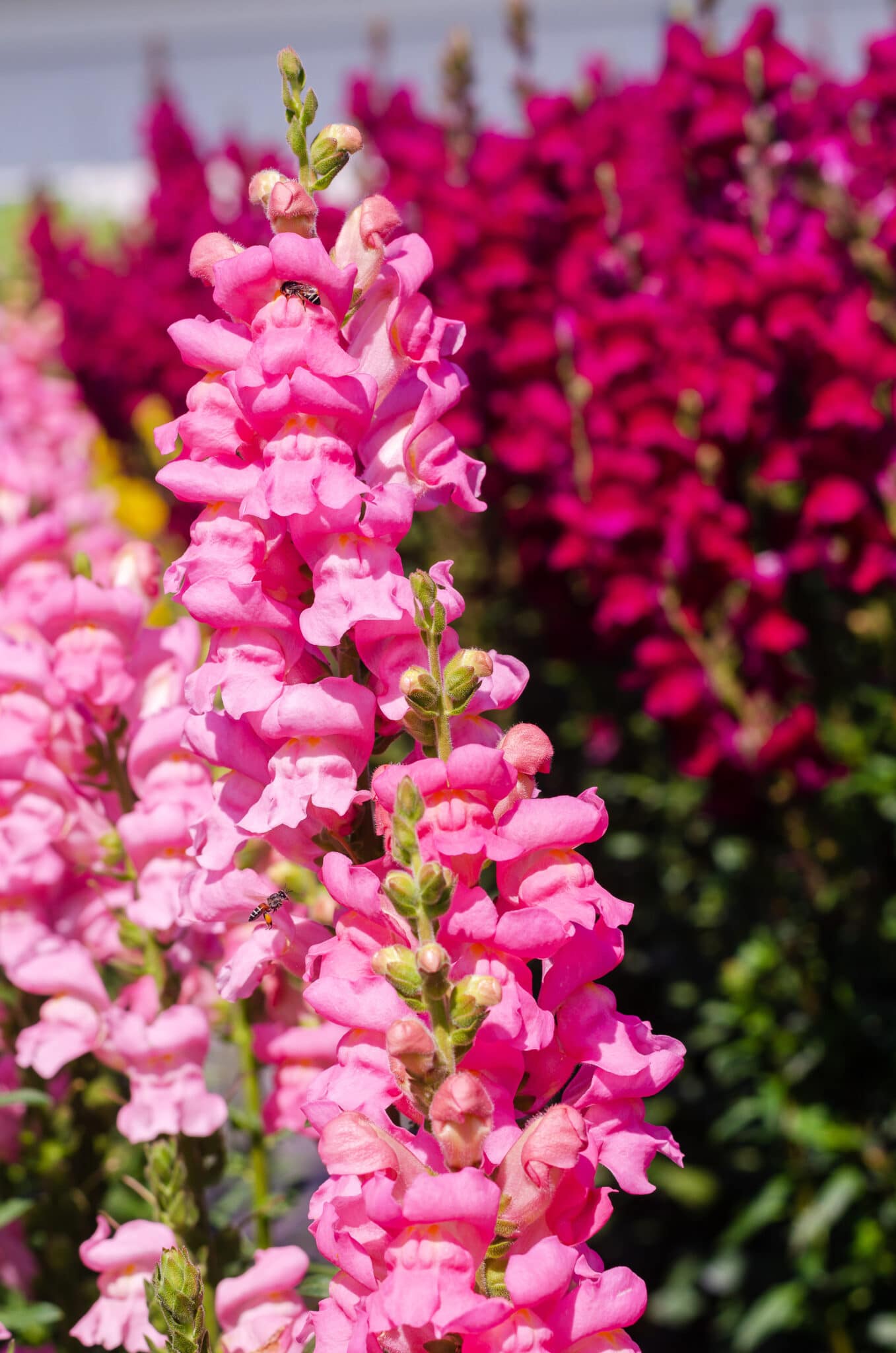 Beautiful snapdragons from seed grown in a home garden. The blooms are tall and bright pink.