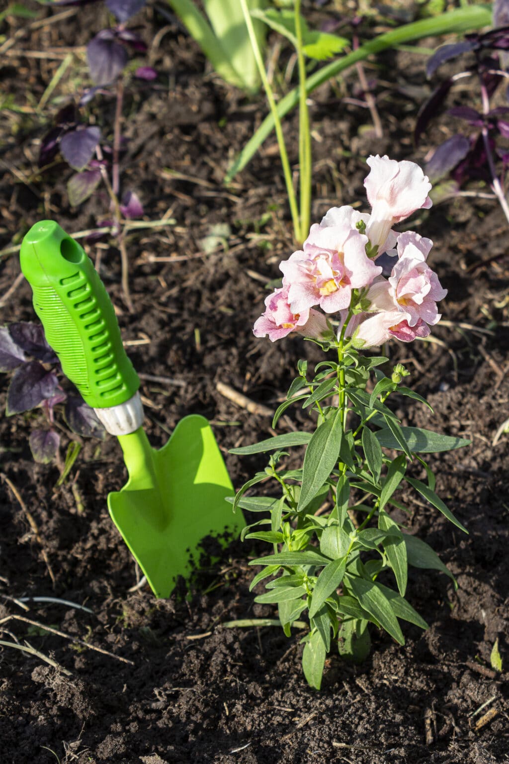 How to Grow Snapdragons from Seed to Glorious Displays of Flowers