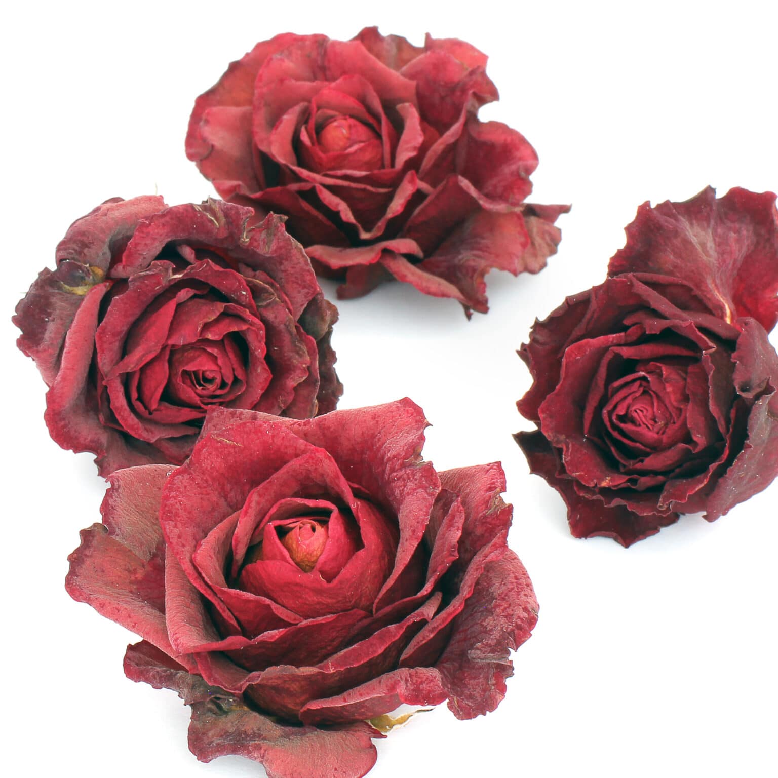 How to Dry Flowers We Tested 5 Different Methods to Find the Best!