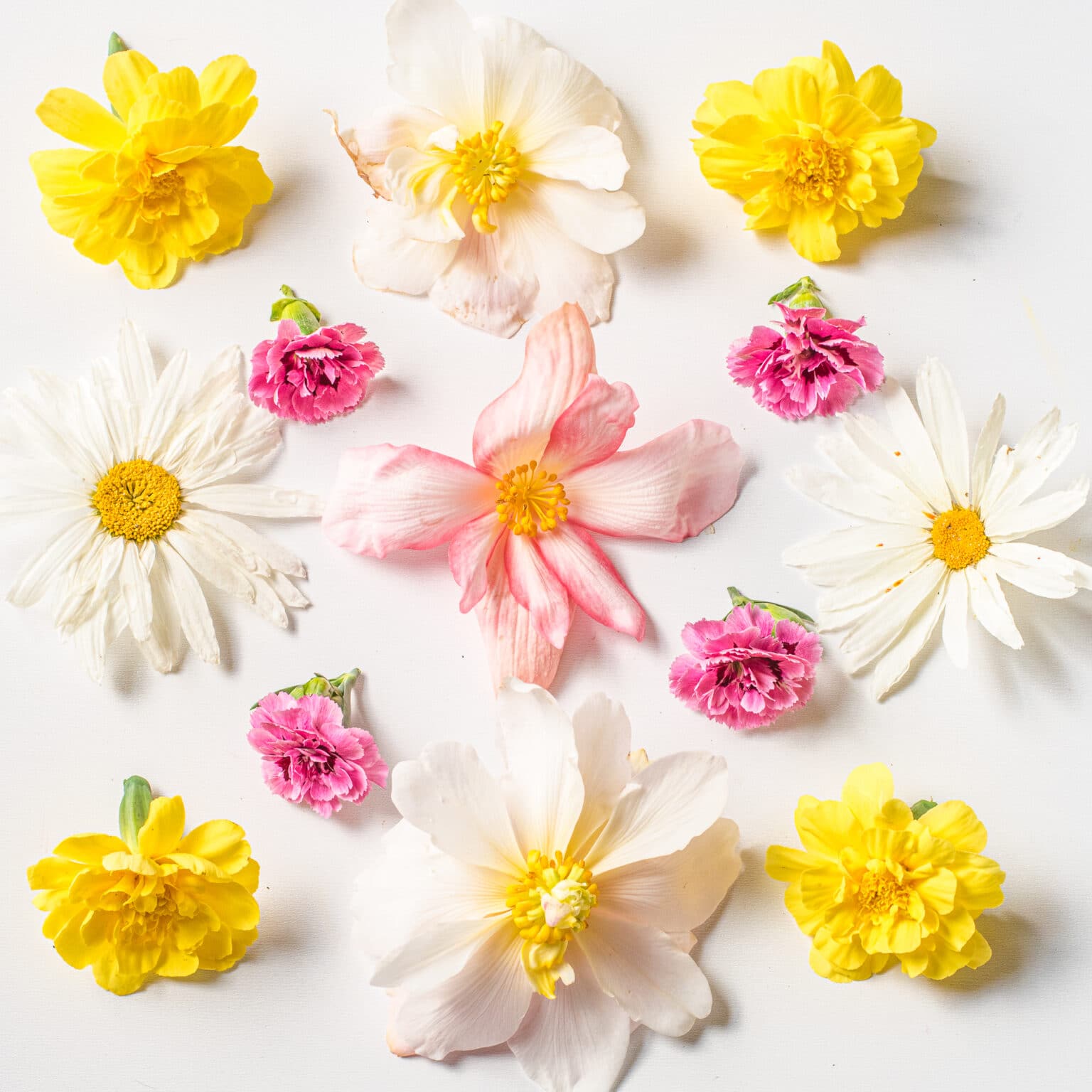 How to Dry Flowers We Tested 5 Different Methods to Find the Best!