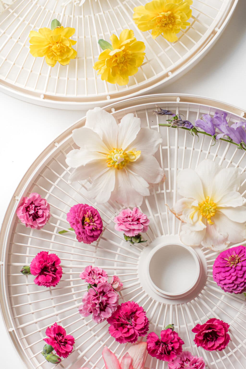 How to Dry Flowers We Tested 5 Different Methods to Find the Best!