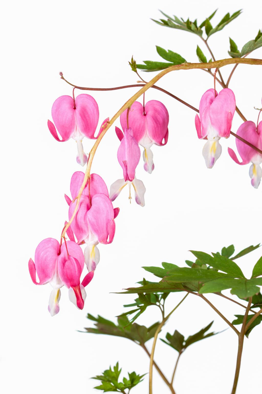 Planting A Bleeding Heart So it Thrives!