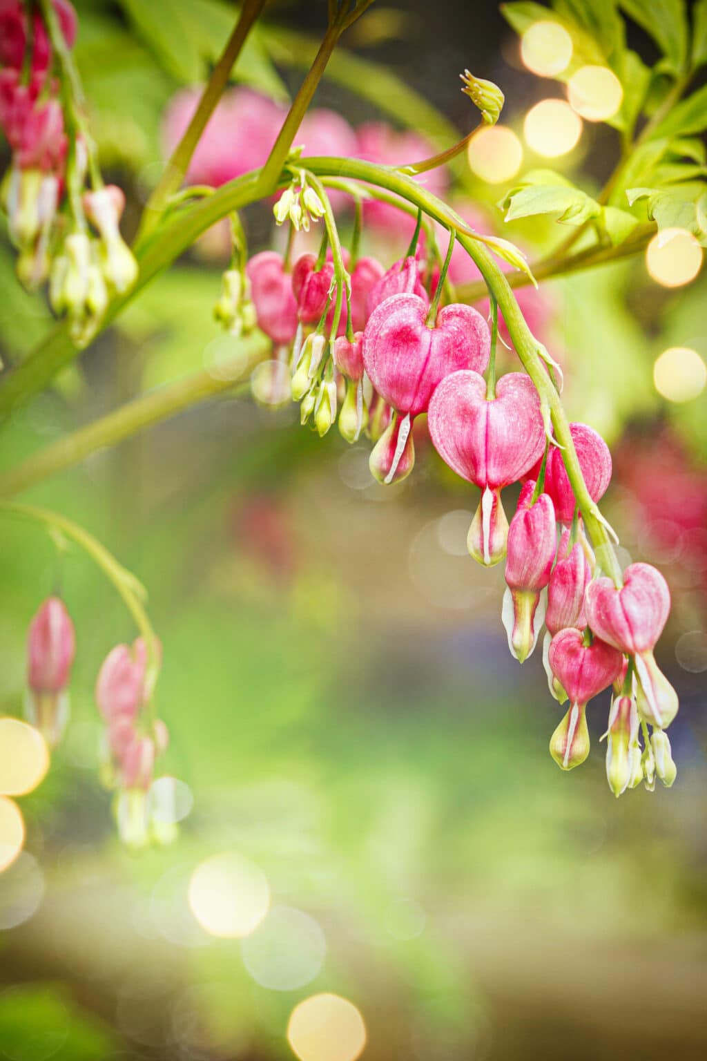Planting A Bleeding Heart So it Thrives!