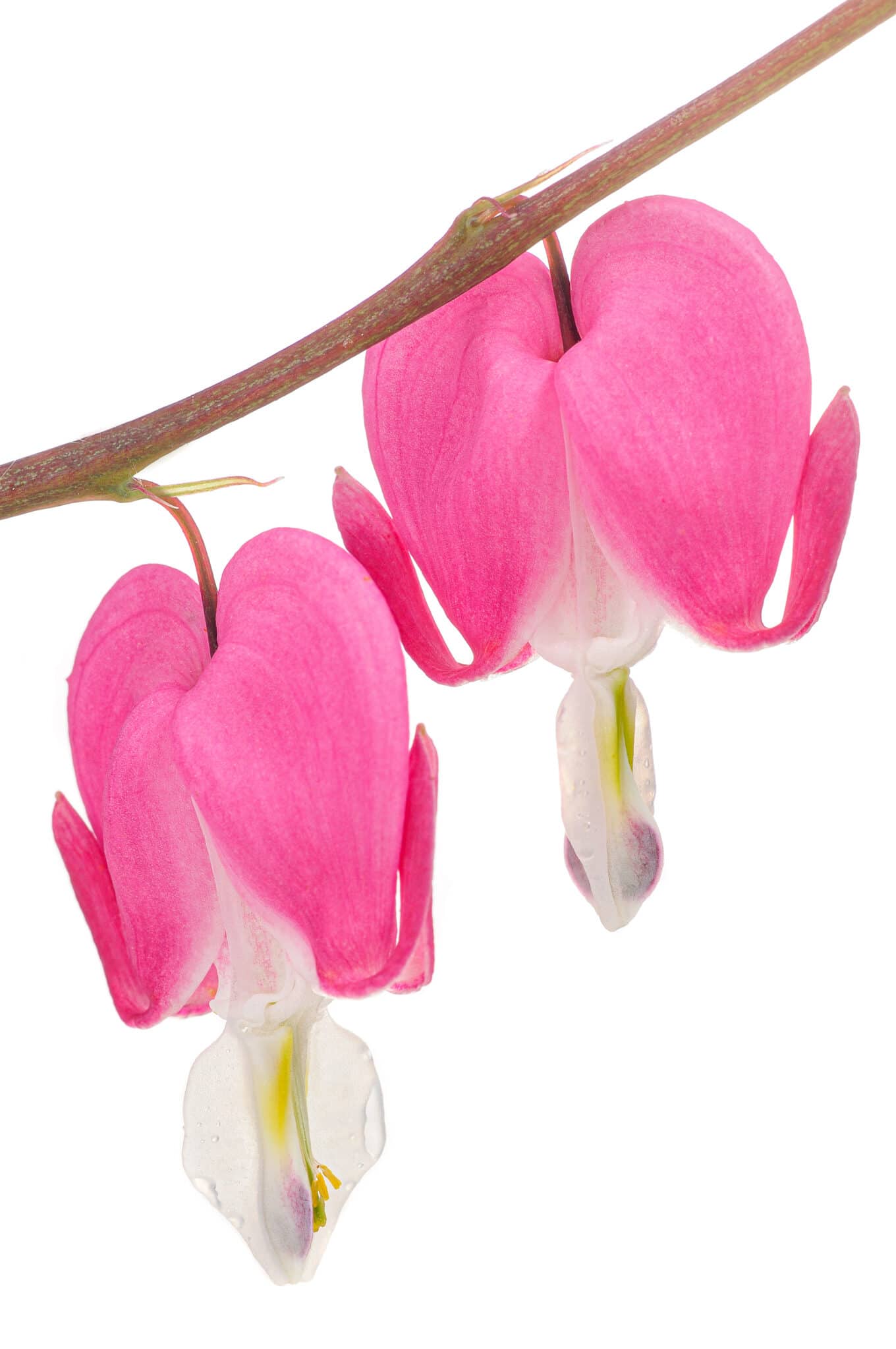 Two bleeding heart blooms on a vine against a bright white background. 