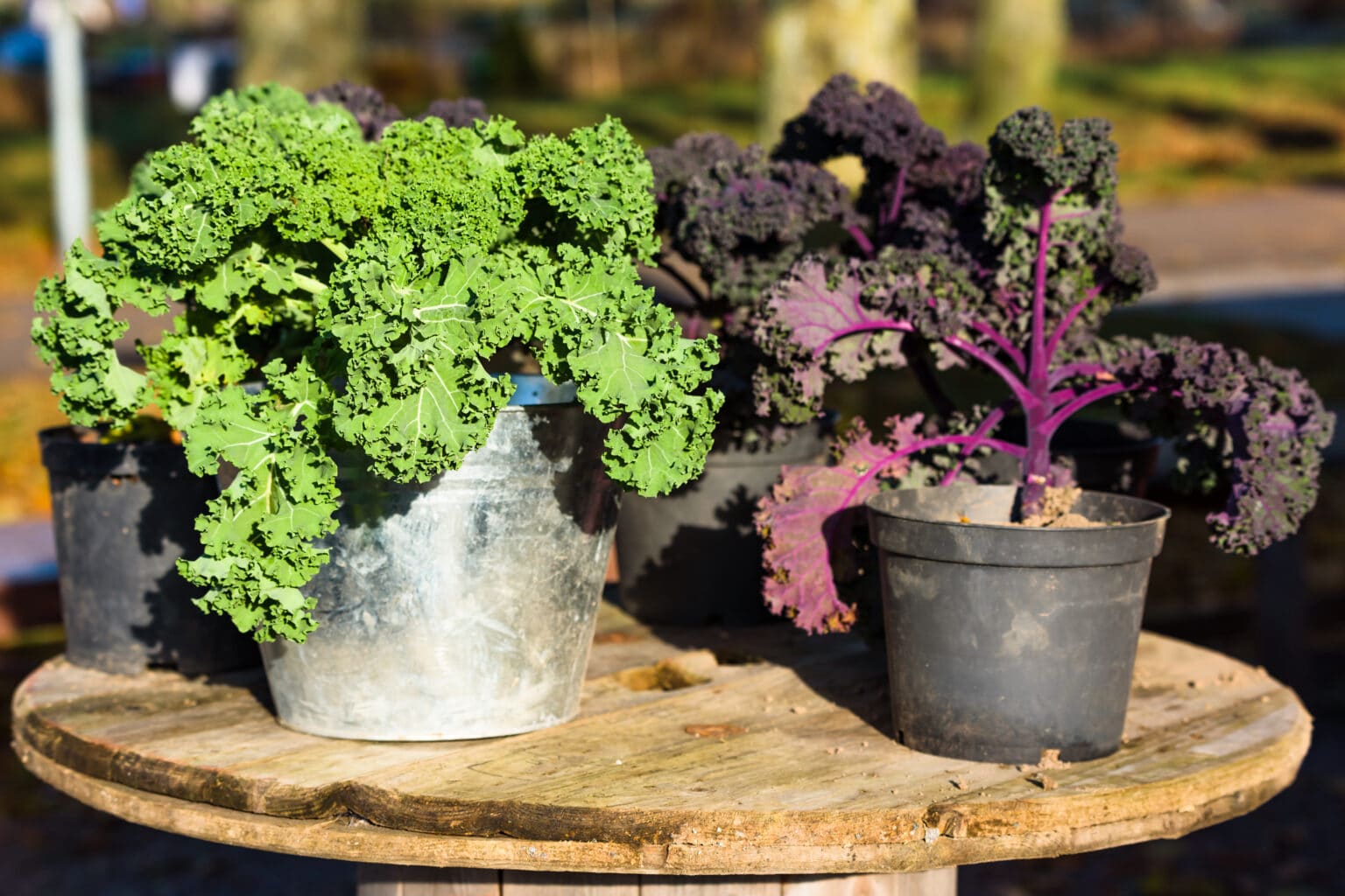 Growing Kale In Containers A Comprehensive Guide (2022)