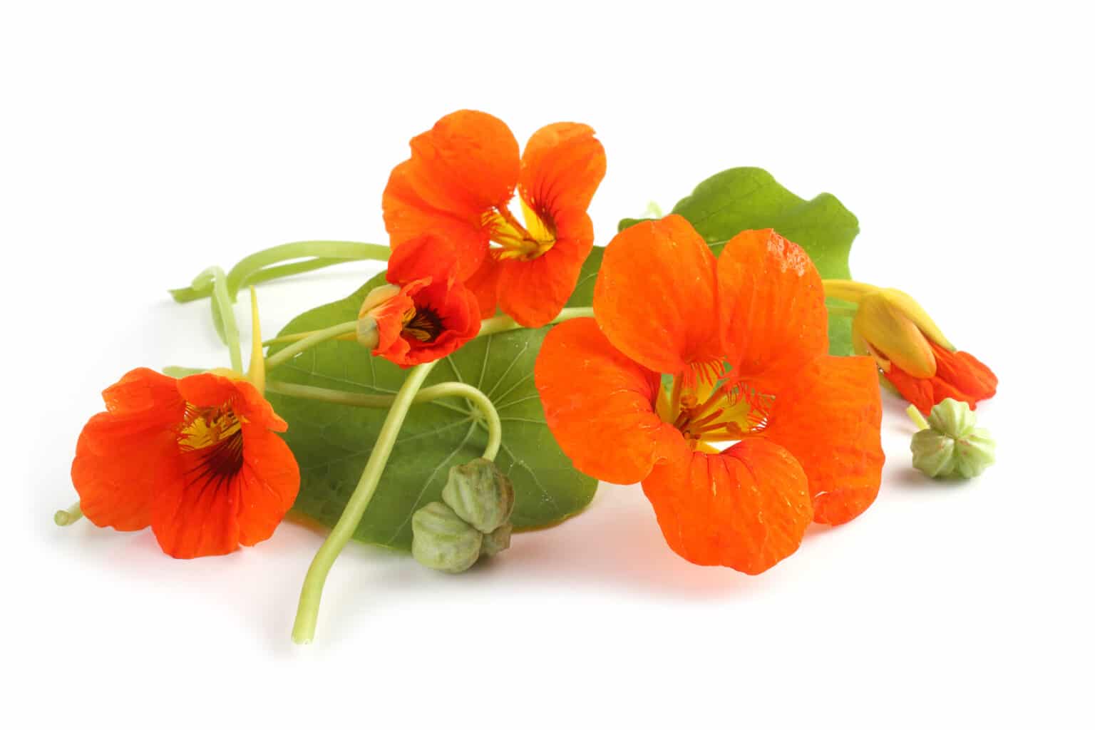 The Best Nasturtium Companion Plants For Your Gardens