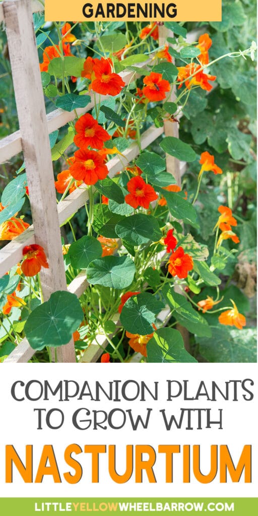 The Best Nasturtium Companion Plants For Your Gardens