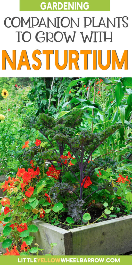 The Best Nasturtium Companion Plants For Your Gardens