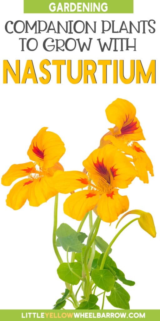 The Best Nasturtium Companion Plants For Your Gardens
