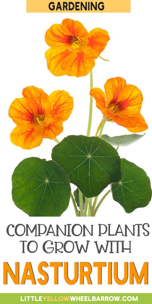 The Best Nasturtium Companion Plants For Your Gardens