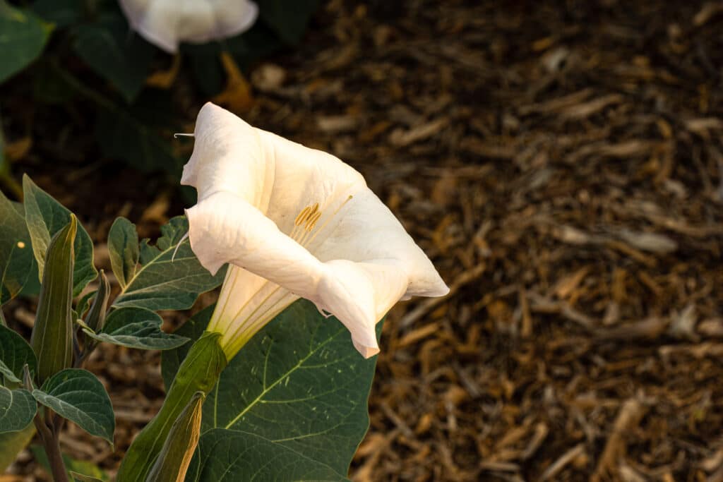 11 Lovely Flowers That Bloom at Night (2022)