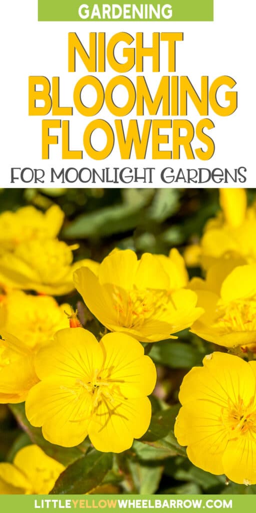 10 Lovely Flowers That Bloom at Night (2022)