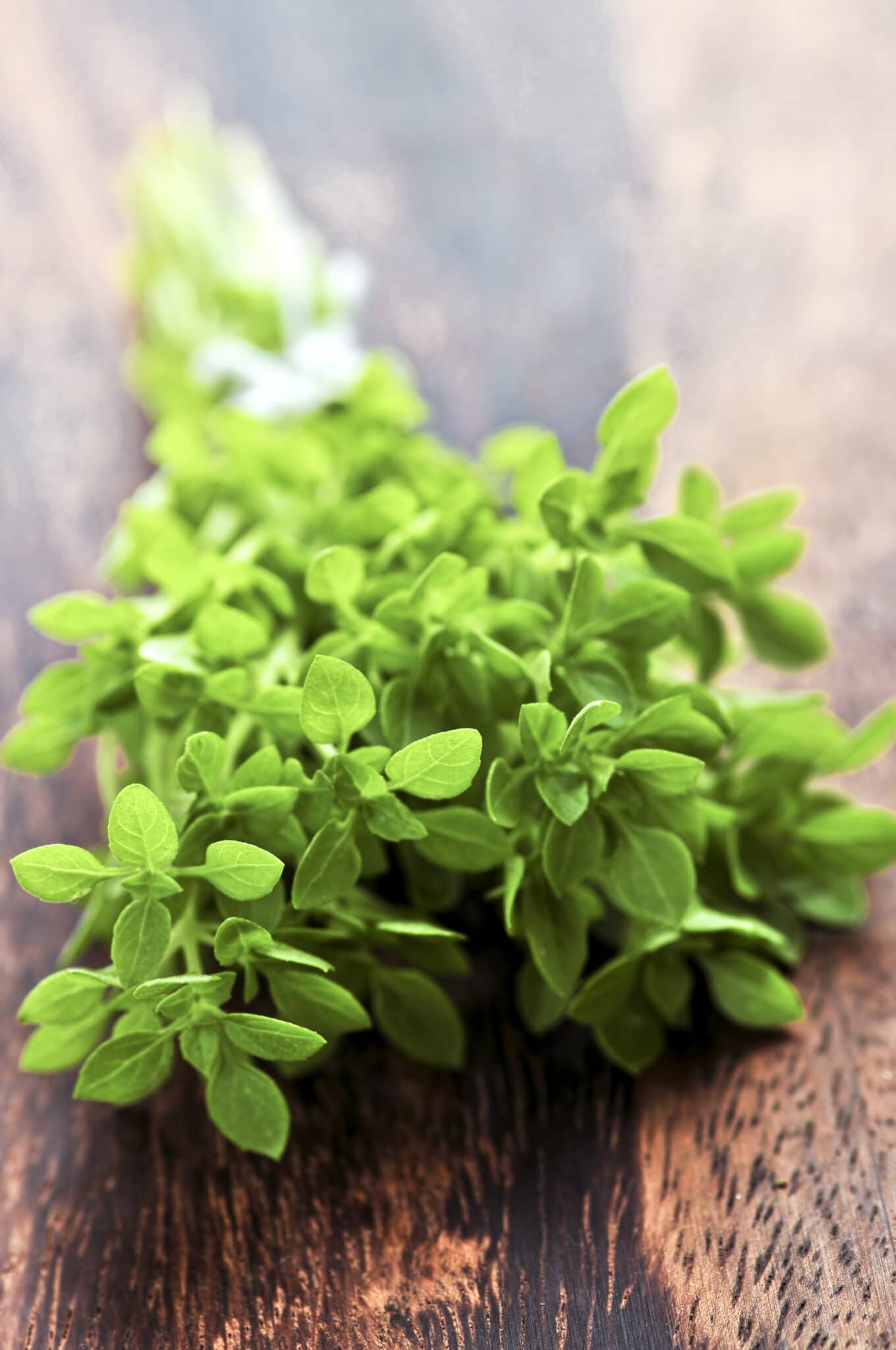 Bunch of fresh herb oregano close up on wooden cutting board.