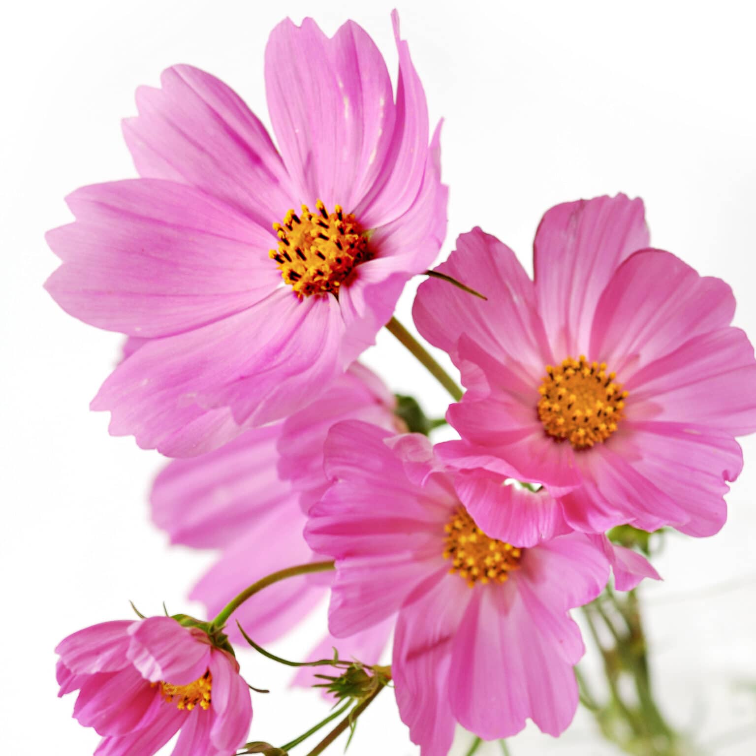 Planting Cosmos Flowers How to Plant, Grow, and Care For Cosmos