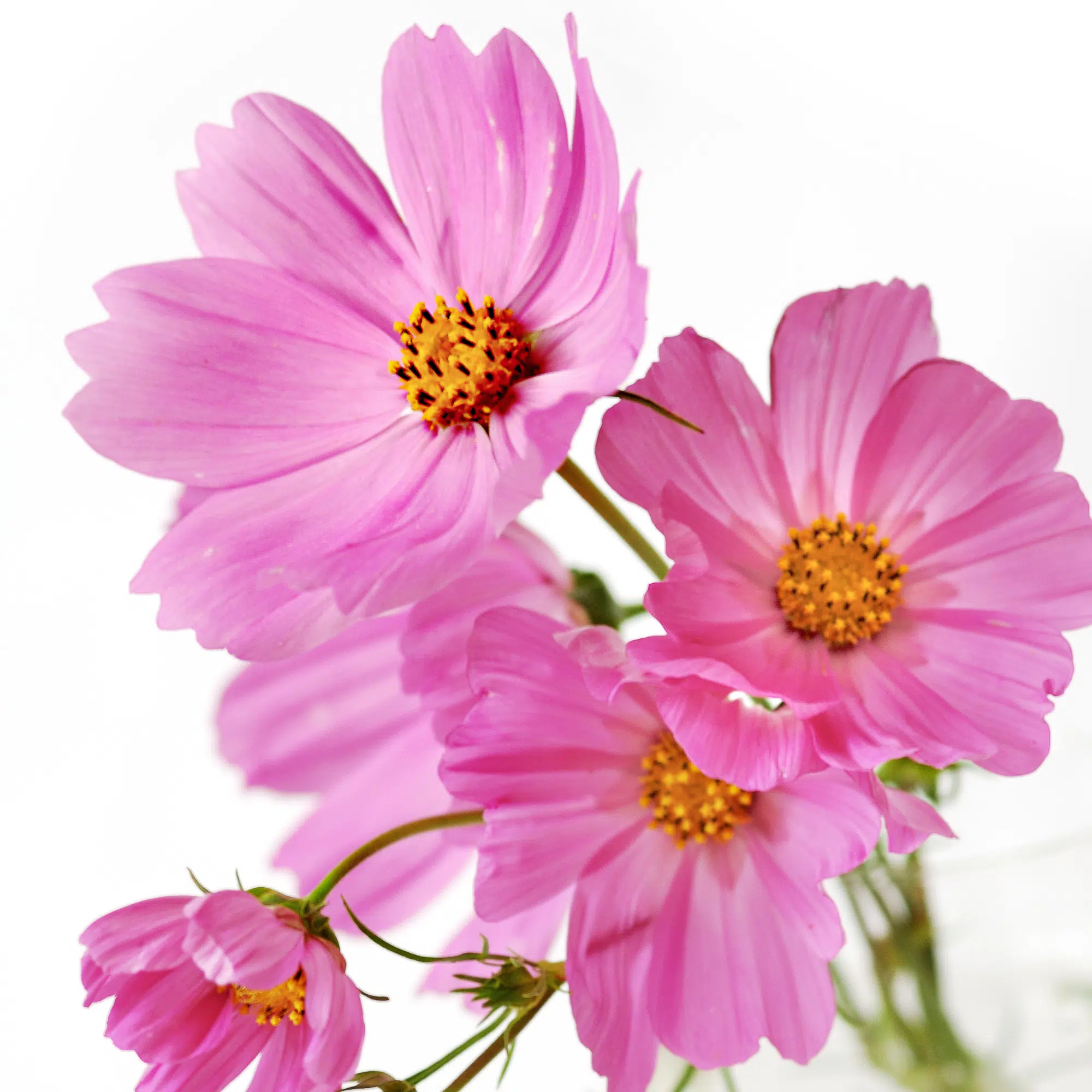 Adorable cosmos flowers with bright pink petals in a transparent glass vase.