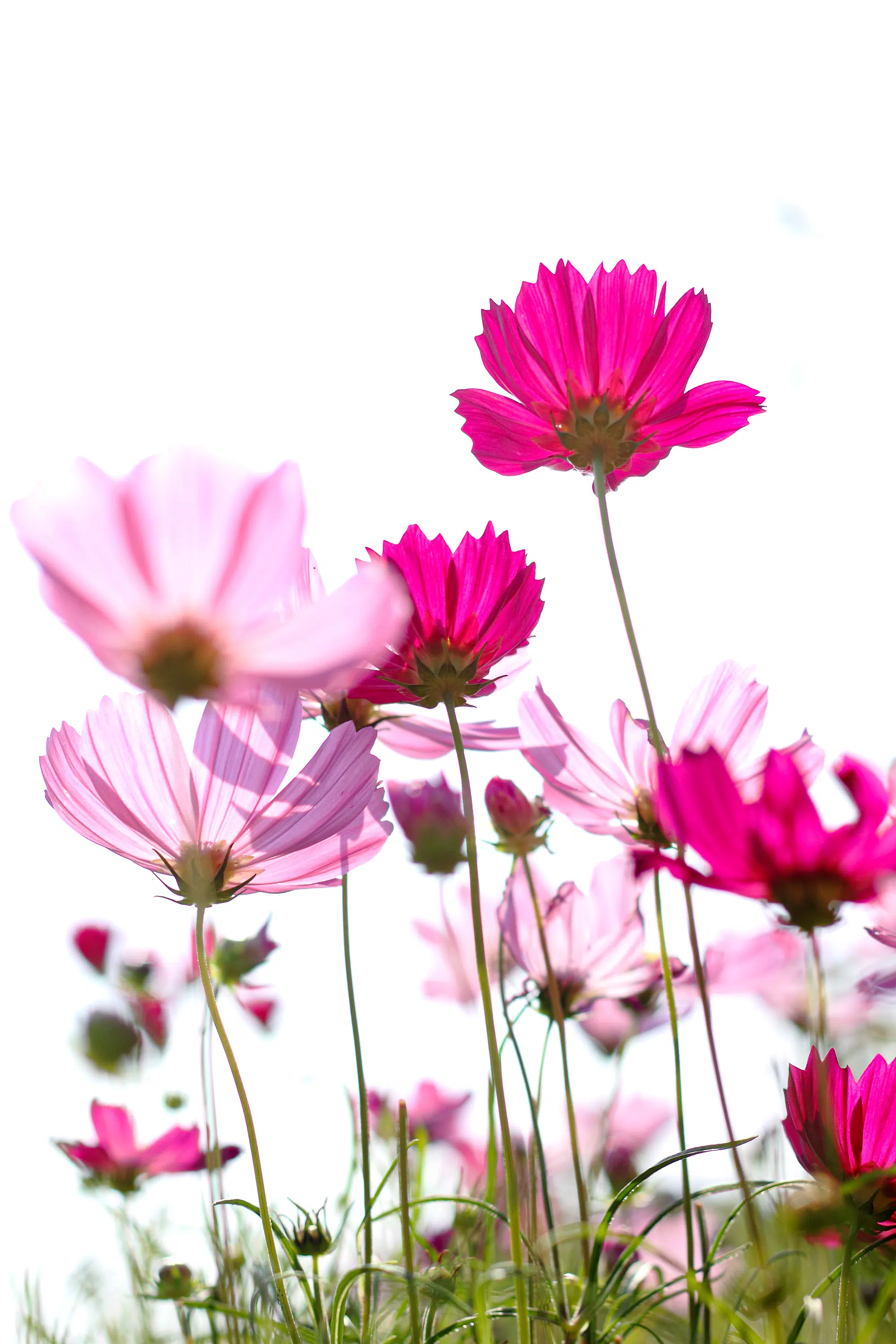 Cosmos planted in a flower garden.