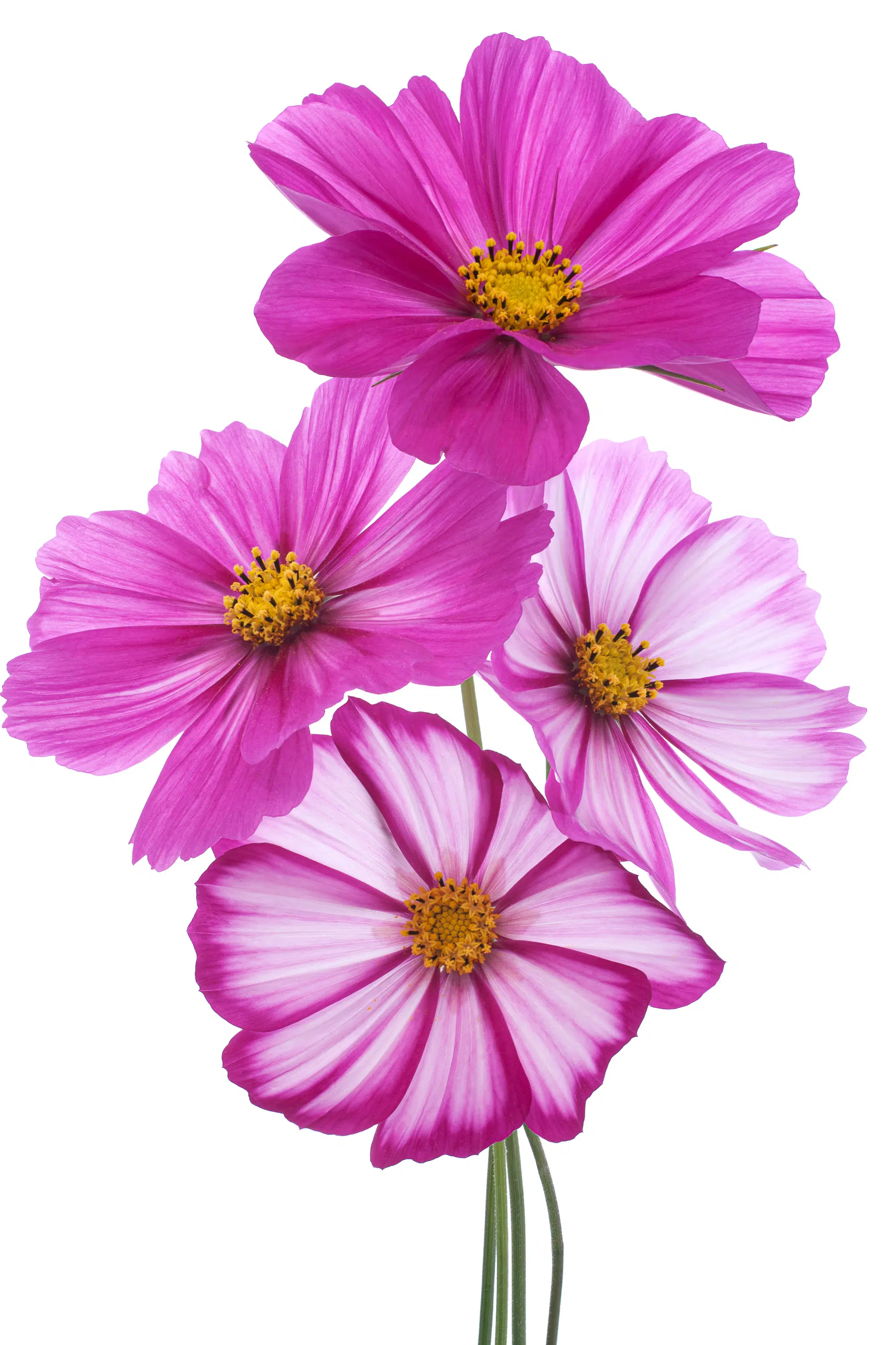 Fuchsia colored cosmos flower isolated on white background.