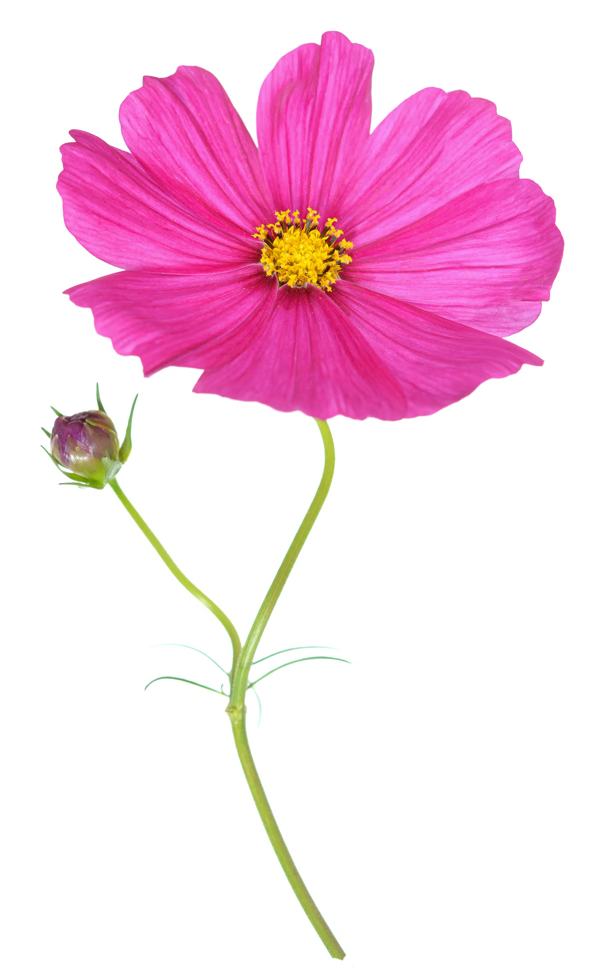 A single bright pink cosmos flower on a bright white background.